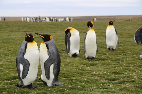 Pinguinos punta tombo