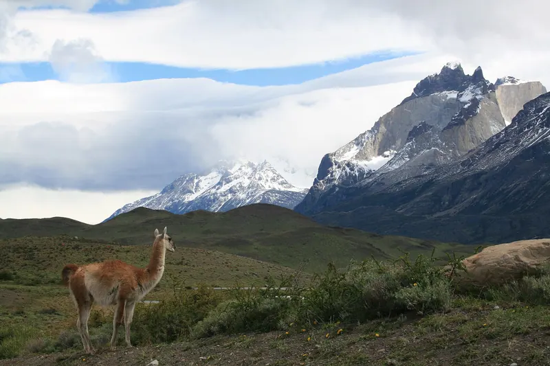 Fauna Patagónica